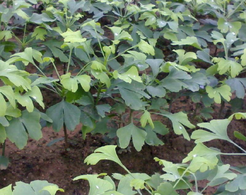 价位合理的银杏种植基地_河南优质银杏苗种植基地推荐