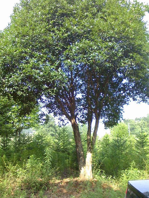 銀杏苗種植價格：哪有具有口碑的銀杏種植基地