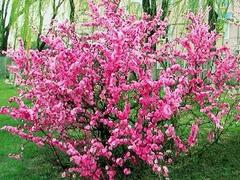 較受歡迎的叢生桂花出售|長(zhǎng)葛叢生桂花