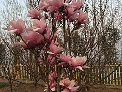 叢生桂花種植基地產品信息——叢生桂花報價