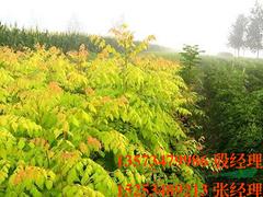 挪威槭黃金楓基地_德州劃算的挪威槭哪里有供應(yīng)