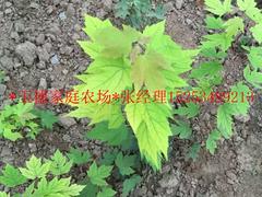 供應山東易種植的美國紅冠紅楓小苗——產(chǎn)量高的美國紅冠紅楓