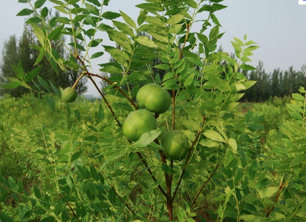 美早大櫻桃價(jià)格 想要美早大櫻桃就來(lái)青州春雨苗木