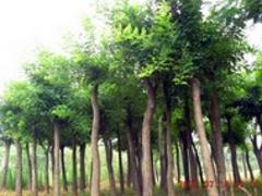 病蟲害低的山東國(guó)槐出售——內(nèi)蒙古國(guó)槐基地
