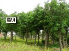 供應山東優質的北海道黃楊_中國北海道黃楊