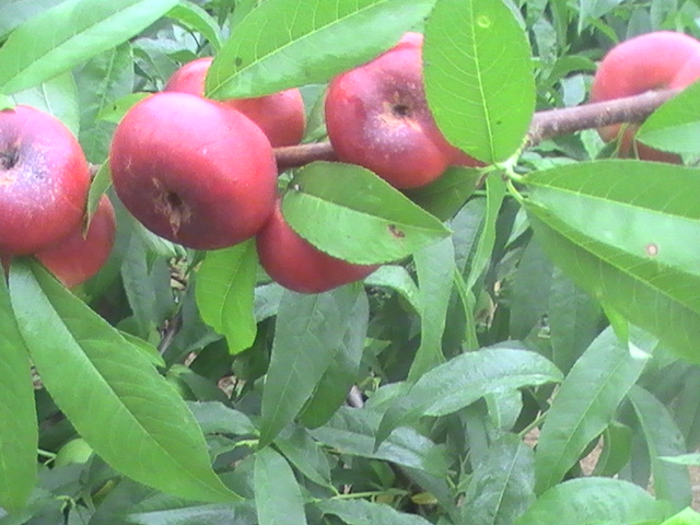 想要買(mǎi)映霜紅桃苗就來(lái)瓜果苗木繁育基地，晚熟映霜紅桃樹(shù)苗