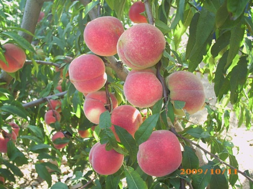 離核全紅蜜桃苗  離核全紅蜜桃苗批發  離核全紅蜜桃苗價格