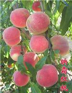 山东映霜红桃苗批发选瓜果！瓜果！瓜果！-重要事情说三遍