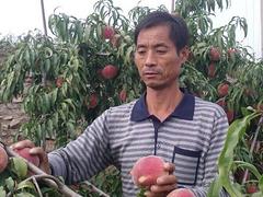 山東映霜紅桃樹種植基地，找瓜果！瓜果！瓜果！重要的事說三遍！