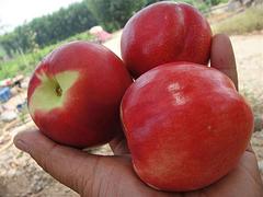 東營紅肉油王桃苗_哪里有供應紅肉油王桃苗