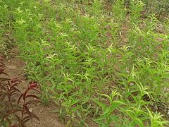 想要易種植的早熟甜油蟠桃苗就來(lái)瓜果苗木繁育基地 早熟甜油蟠桃苗批發(fā)