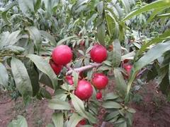 映霜紅桃苗批發：想要實惠的映霜紅桃苗就來瓜果苗木繁育基地