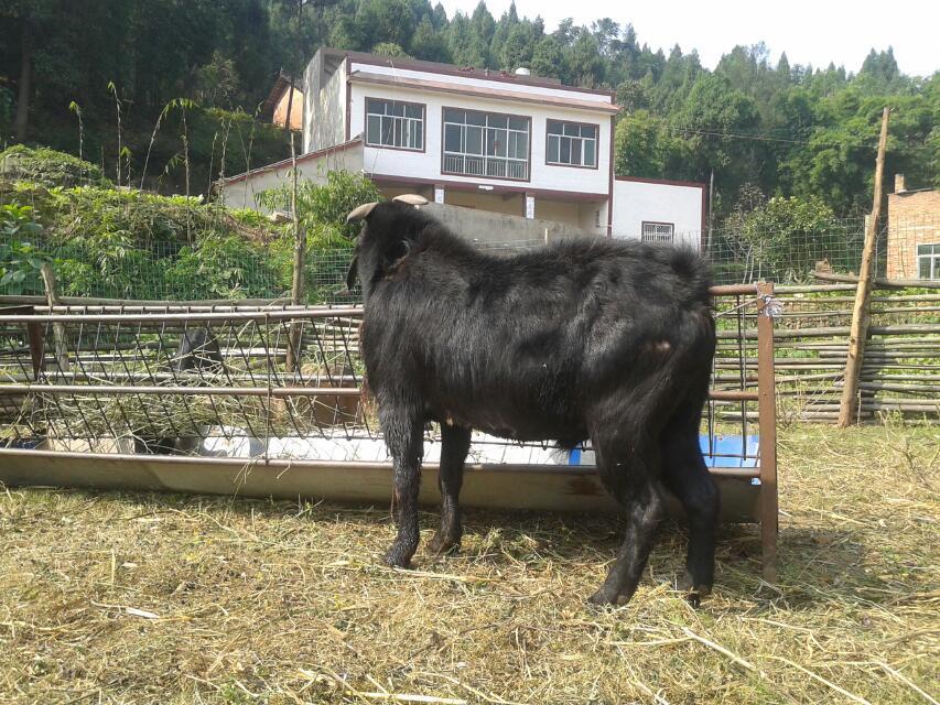 玉林黑山羊：供应广西高性价南宁黑山羊种羊