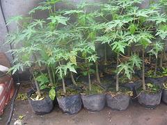在哪能買到優(yōu)質(zhì)的檸檬苗|海南檸檬苗