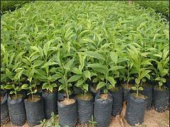 在哪能買到口碑好的海南檳榔苗 檳榔苗批發