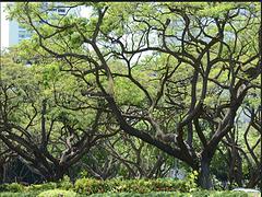 三亞菠蘿蜜樹苗|海口優(yōu)質菠蘿蜜樹苗價格