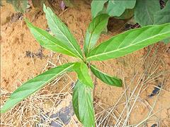 組培木瓜苗，優(yōu)質(zhì)木瓜苗專賣