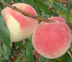 山東沂蒙霜紅桃樹苗【全網(wǎng)推選】山東沂蒙霜紅桃樹苗基地