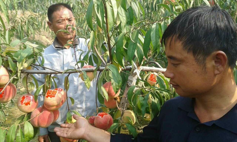 雙十一即將來臨，山東沂蒙霜紅桃苗基地，價格低到讓你大跌眼鏡。