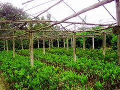 防城港蓮霧基地_銷量好的蓮霧批發(fā)市場推薦