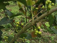 廣西哪里有蓮霧苗 防城港蓮霧果樹苗種植基地