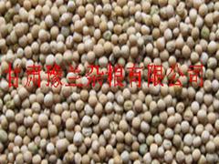 甘肅豫蘭-知名的雜糧批發(fā)商|西北香米收購