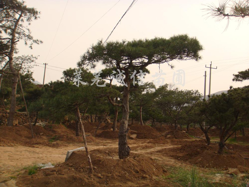 造型松基地|成活率高的造型松樹推薦