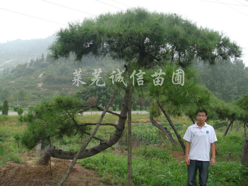 景觀松價格量大從優(yōu)——價格松樹價格