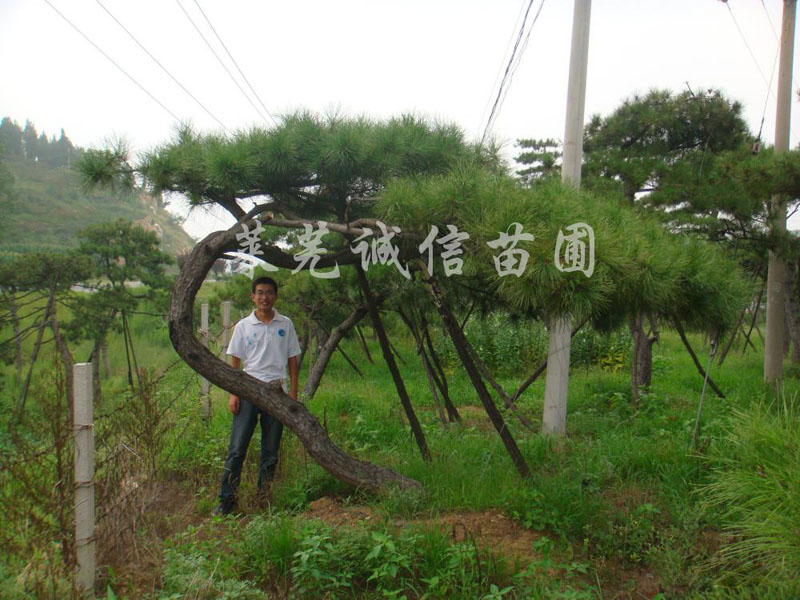 大型景观松树厂家|供应山东易成活的大型景观松树