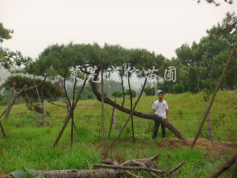 山東品種好的造型黑松供應，澳門造型松