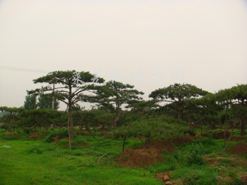 哪家造型黑松品种好，中国造型油松