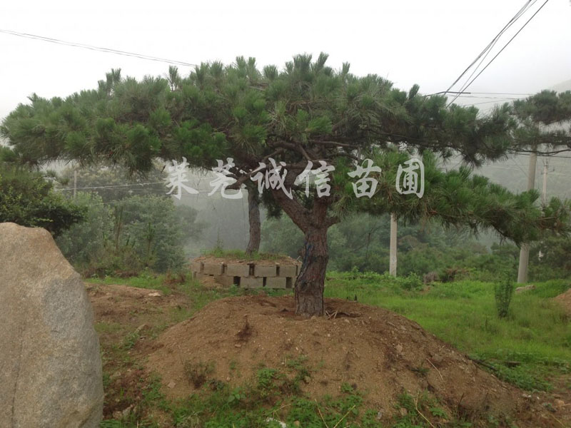 造型松樹報價，哪家景觀松樹品種好