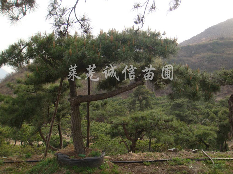 優質造型油松首推誠信苗木|造型松樹價格