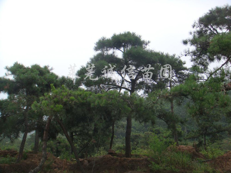 【勁爆優(yōu)惠】泰安平頂松報價低