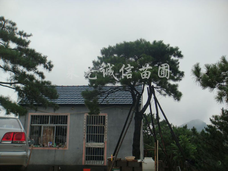 萊蕪大型景觀松/景觀松樹基地