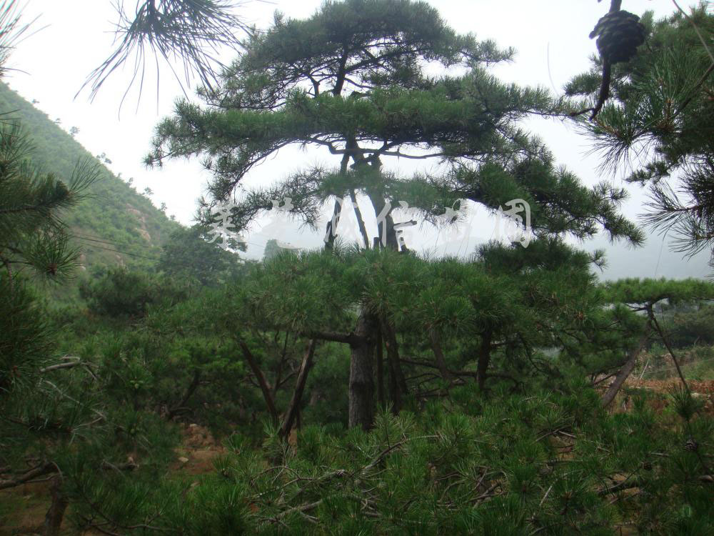 山東造型景觀松樹@造型觀賞松，大量供應(yīng)