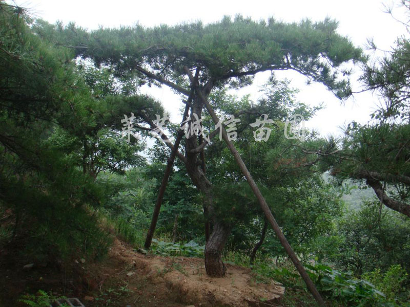 山東造型景觀松樹@造型觀賞松，大量供應(yīng)