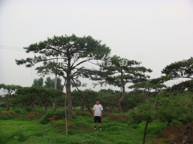 【勁爆優(yōu)惠】泰安平頂松報價低