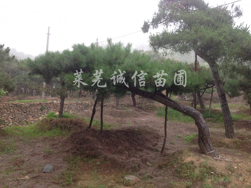 泰安造型油松價格@造型油松——園林的舞者