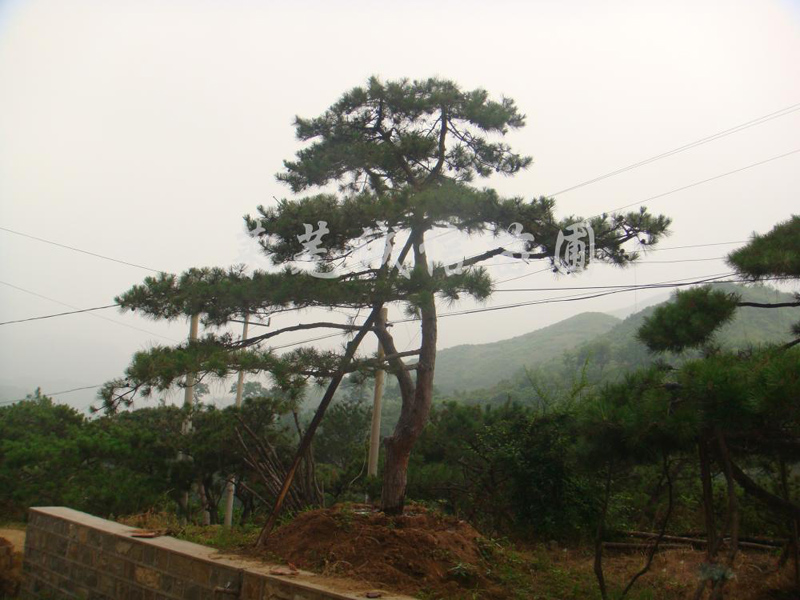 眾里尋他千百度：山東造型油松基地