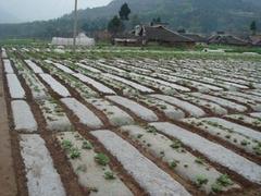 山東雙色地膜批發商，一白兩黑地膜廠家