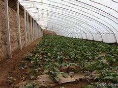 花卉溫室大棚廠家：山東高質(zhì)量的花卉溫室大棚