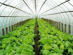 去哪找靠譜的連棟溫室工程|連棟溫室工程造價