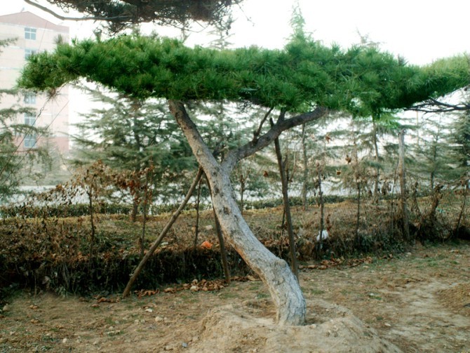 萊蕪價位合理的平頂松哪有賣——造型風景松