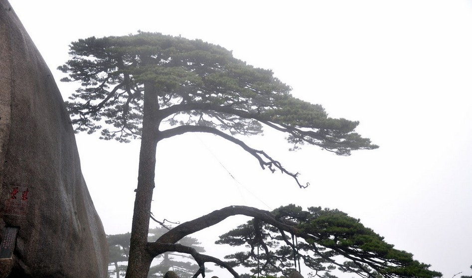 一見擊穿  泰安造型黑松基地 大促銷