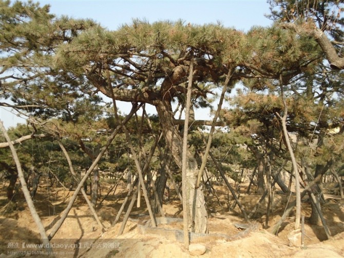 品種好的造型松樹出售，山東造型景觀松