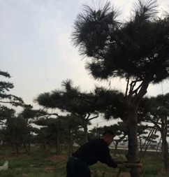 泰安平頂松基地|平頂松供應(yīng)商 盡在鴻盛園林