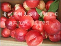 山東哪家金秋紅蜜桃苗供應(yīng)商好：金秋紅蜜桃價格