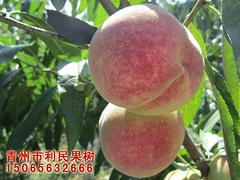 皇冠代理加盟——優質的油桃皇冠出售