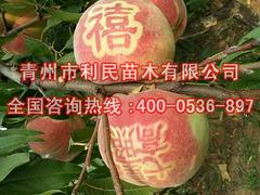 晚熟桃苗-映霜紅桃苗-映霜紅桃樹苗【批發】【價格】【基地】